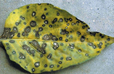 Auswirkungen des Pilzes Cercospora