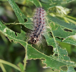 Moth larvae on leaves