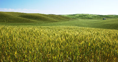 A field of barley