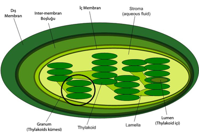 Chloroplast structure