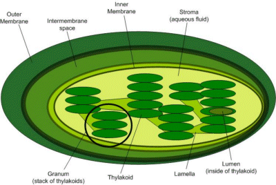 Chloroplast structure