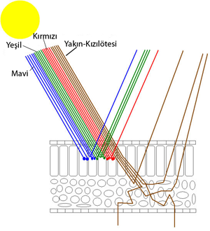 Cellular leaf structure and its interaction with electromagnetic energy