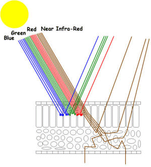 Cellular leaf structure and its interaction with electromagnetic energy