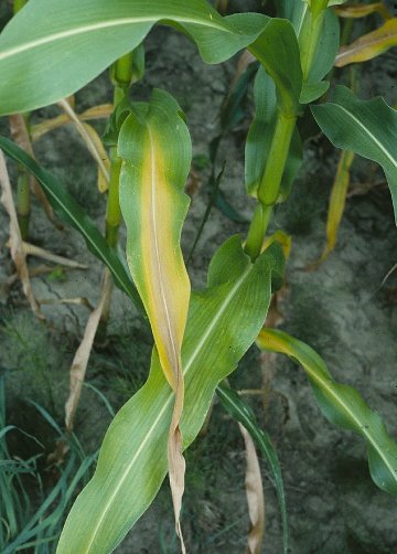 Nitrogen deficiency