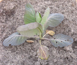 Nitrogen deficiency