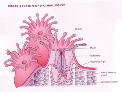 coral polyp