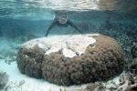 Coral bleaching