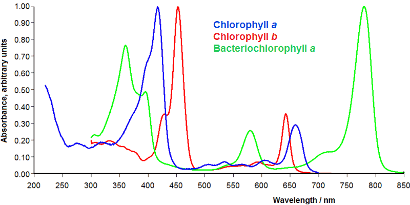 Chlorophyll absorbance