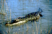 American Alligator