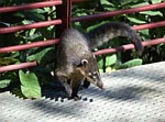 Coati