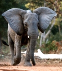 Manovo-Gounda St Floris National Park, Central African Republic