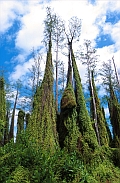 Fern in the Everglades