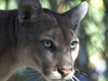 Florida Panther