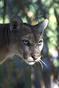 Florida-Panther