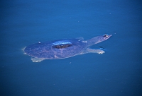 Florida Softshell Turtle