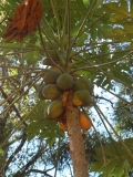 Iguazu tree