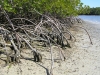 Mangroves in the Everglades