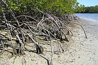 Mangroven in den Everglades