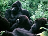 Mountain Gorillas