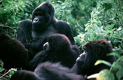 Mountain Gorillas