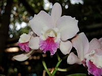 Orchid