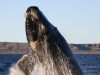 Southern Right Whale