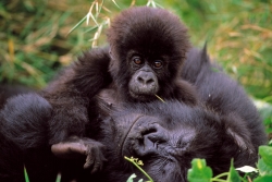 Berggorillas im Virunga Nationalpark