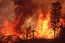 Fire Clearance in the Amazon