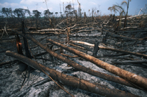 Carbonised Tree Trunks for a Cattle Ranch in Brazil 