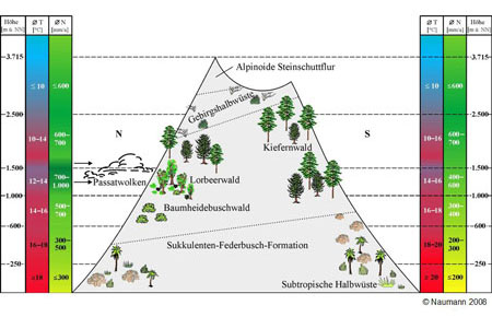 Vegetationszonierung Teneriffas