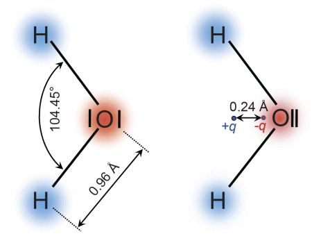 the water molecule