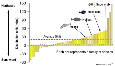 Marine species of Alaska moving northward