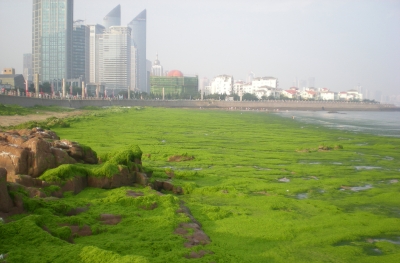 Algal bloom near olympic venue in China 2008