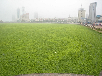 Algenblüte in den olypmischen Segelgewässern in Qingdao