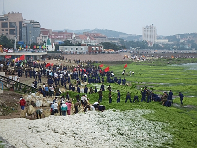 cleanup of algae