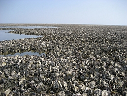 Oyster beds