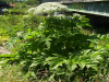 Giant Hogweed