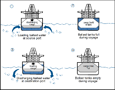 Réservoirs d'eau de ballast