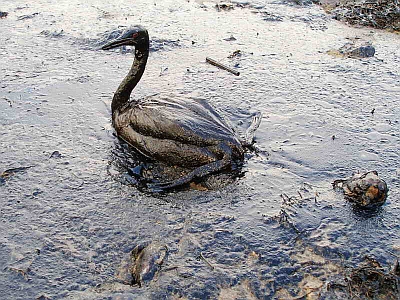 Vogel mit ölverschmiertem Gefieder