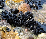 Moules communes