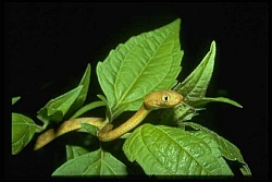 brown tree snake