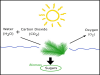 Carbon cycle