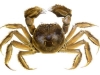 Chinese mitten crab