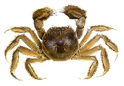 chinese mitten crab