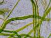 cyanobacteria