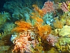 Deep sea coral