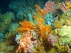 Deep sea corals