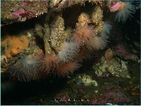 Desmophyllum dianthus