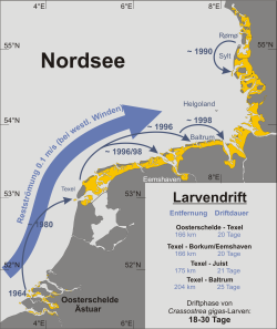 Austernriffe