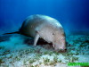 dugong